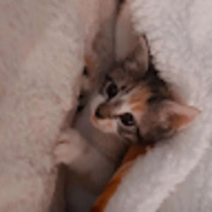 Meet your Posher, Nathan